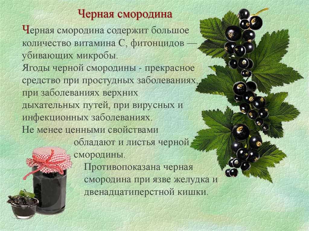 Смородина - польза и вред красной и чёрной смородины