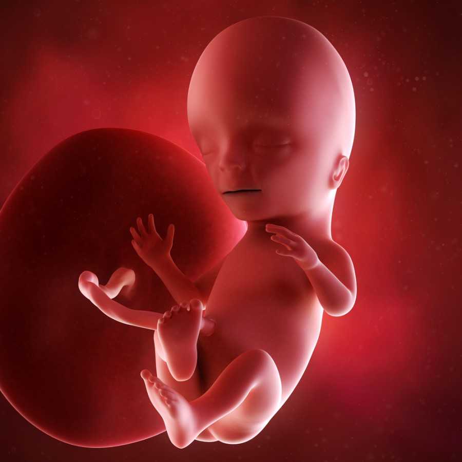 14 неделя беременности: что происходит с малышом и мамой, фото, развитие плода