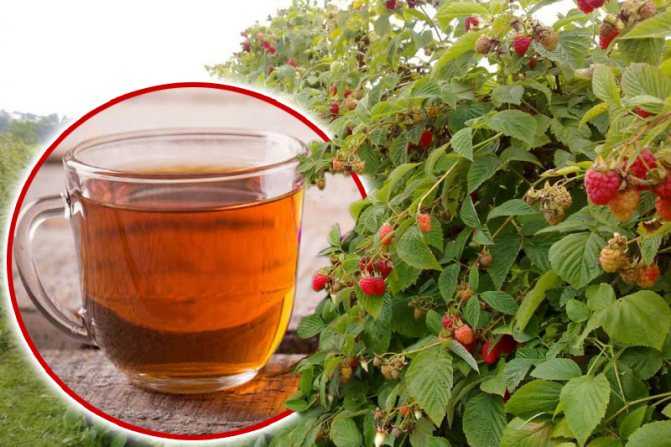 Чай из листьев клубники польза и вред