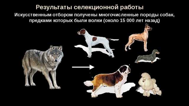 Результат новые породы. Инбридинг селекции соба. Искусственный отбор пород собак. Селекция животных. Выведение новых пород животных.
