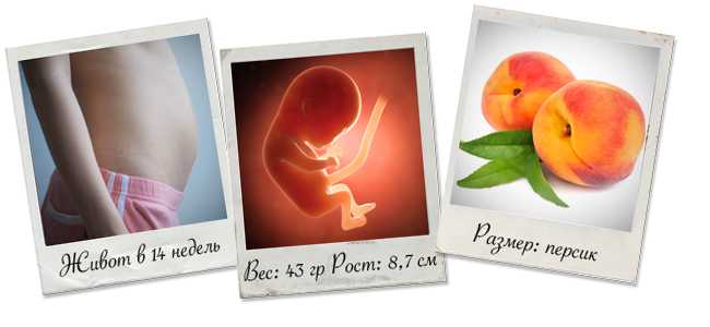 14 неделя беременности: что происходит – календарь