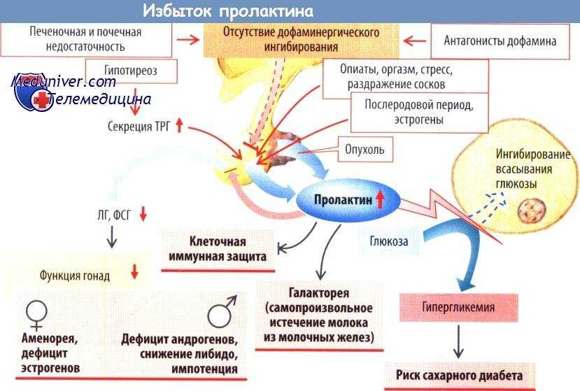 Избыток стг. Схема выработки женских гормонов. Пролактин рилизинг гормон. Схема выработки гормонов у женщины. Пролактин механизм действия биохимия.