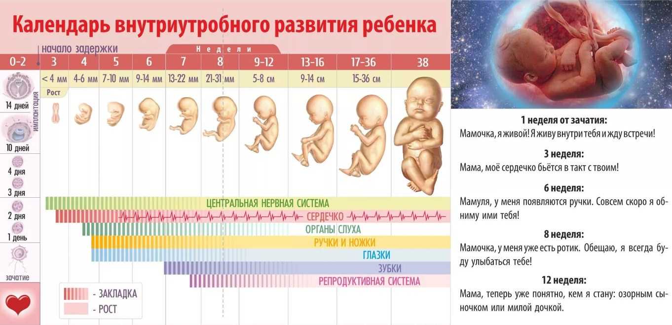 35 неделя беременности: развитие плода, рост и вес, что происходит с мамой