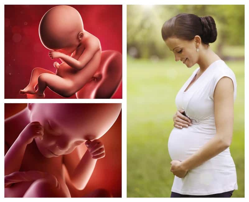 27 неделя беременности - что происходит с плодом и что чувствует женщина? рост и вес плода