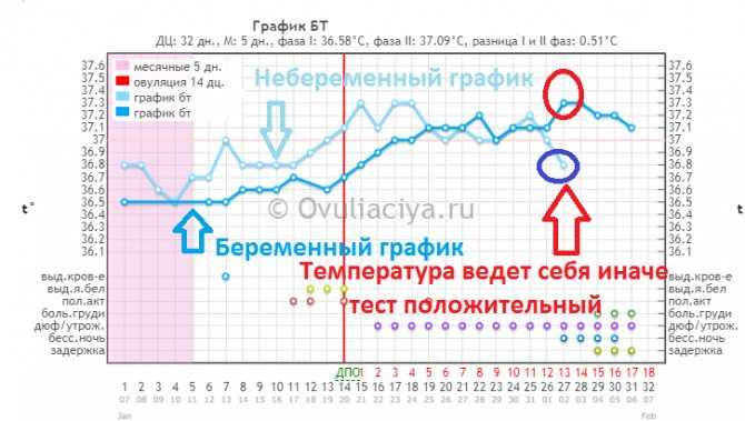 График температуры при овуляции и беременности - ovulyacia.ru