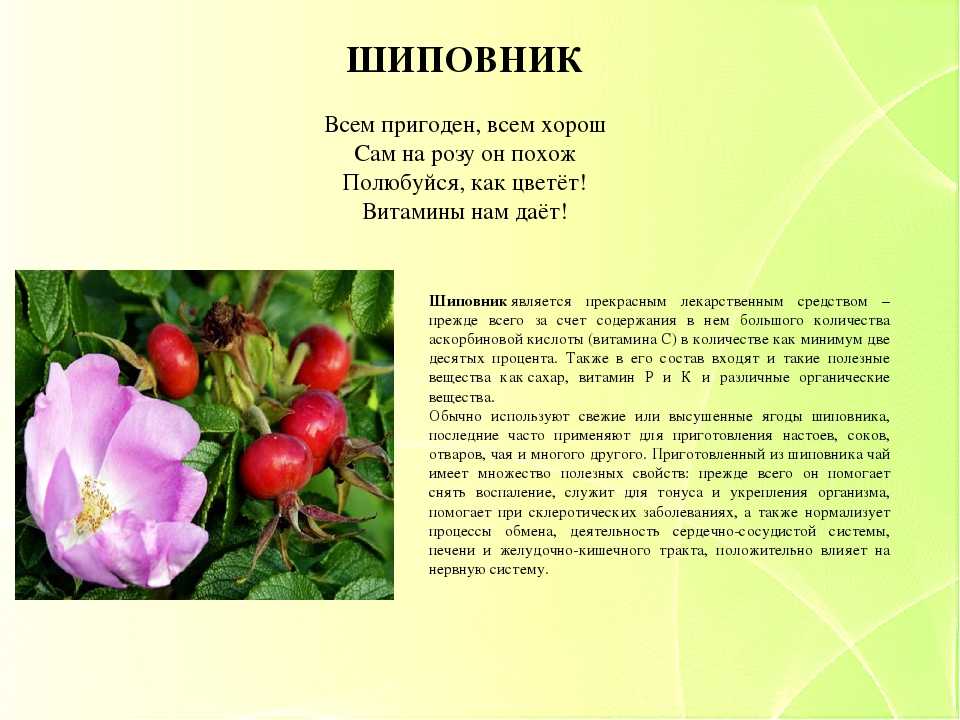 Картинка шиповник для детей в детском саду