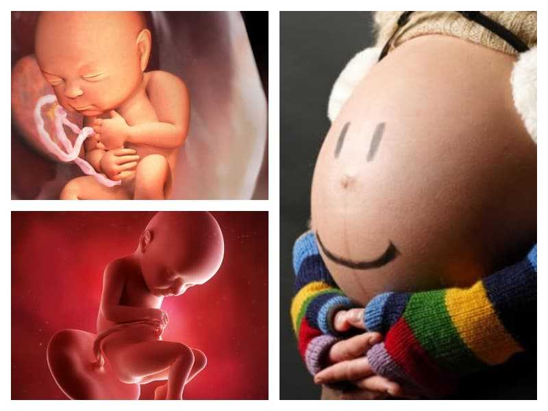 27 неделя беременности: шевеления, фото плода, живот, узи