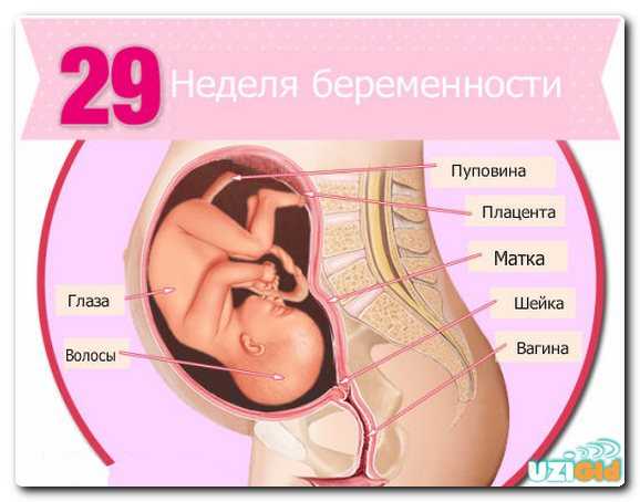 Календарь беременности. 31-я акушерская неделя