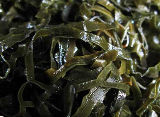 Как правильно готовить морскую капусту при беременности?